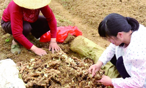 河源隆街镇沙心村：多渠道打破“姜”局 让村民“钱袋子”鼓起来