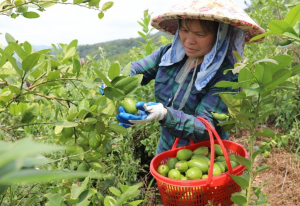 梅州梅县区：百亩香水柠檬喜获丰收 果农乐开怀