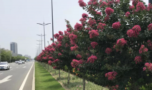 珠海大道全线超4000棵紫薇竞相开放