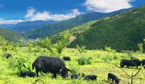 来自海拔3000米高原生态藏香猪