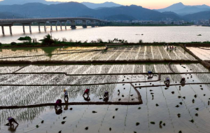 河源柳城镇万绿智慧无人农场开展水稻制种，“种”下发展新希望