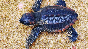 惠州惠东海龟湾成功孵化59只红海龟
