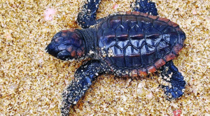 惠州惠东海龟湾成功孵化59只红海龟 惠州惠东海龟湾成功孵化59只红海龟