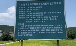 良种示范+科技帮扶，广东省农科院助力韶关乐昌水稻产业发展