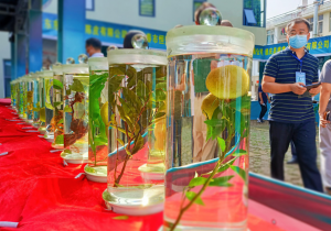 第四届岭南中药材保护与发展推进会在阳江阳春市举行