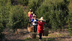 广东油茶进入采摘期 油茶籽产量预计达22万吨