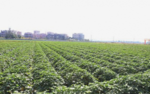 湛江坡头区南三镇撂荒地变身番薯种植基地