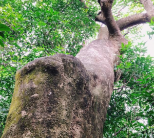 珠海斗门：保护古树 留住乡愁
