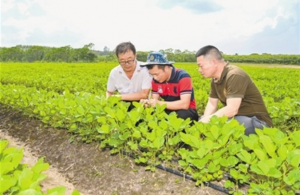 国家大豆改良中心广东分中心大豆育种基地落户湛江