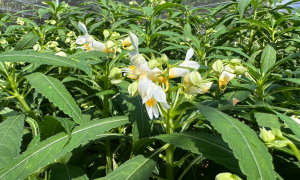 惠州博罗鸡笼山村：龙虾花迎来盛花期