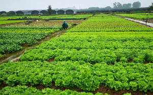 广州番禺：蔬菜量足价稳 合作社保障“菜篮子”供应