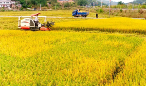 梅州：大地披金甲 晚稻收割忙
