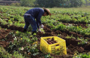 惠州惠城沙洲尾村60亩红薯迎来收获季