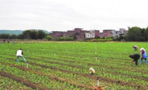 肇庆怀集：抢抓利好天气忙冬种 全力保障大湾区“菜篮子”供应