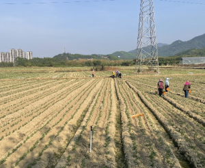 清远佛冈首个获大湾区认证的蔬菜供应基地，为周边妇女群众提供信息、培训、技术等服务