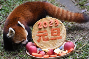 深圳野生动物园动物享用“元旦大餐”